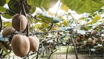 Здоровое пищеварение